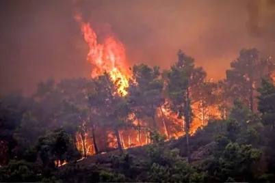 large-image-wildfire.webp