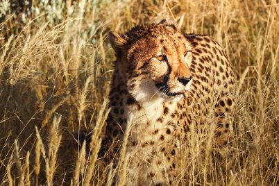 leopard.jpg