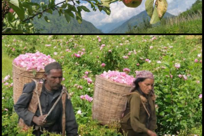 photo-collage.png-2025-09-24T155341.377.png