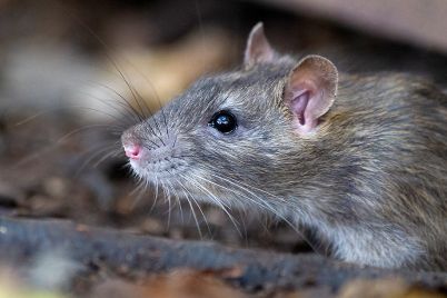 rat.jpg