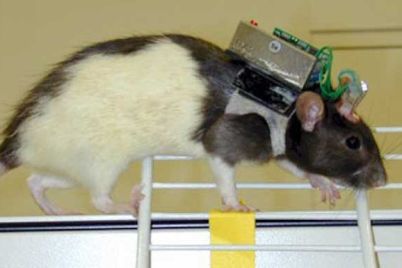 rat-saiborg.jpg