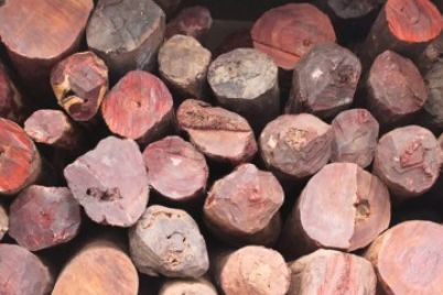 red-sandalwood.jpg