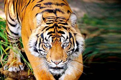 royal-bengal-tiger.jpg