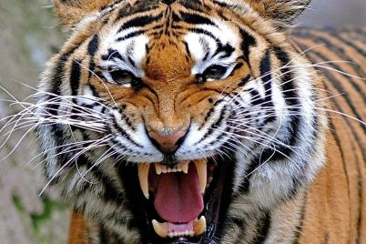 tigar.jpg