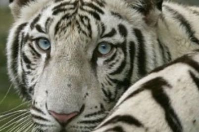 tiger3.jpg