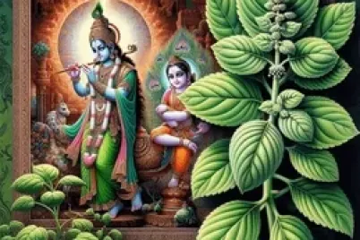 tulsi-leaves-laxmi-water-mark-260nw-2459918209-e1766654815930.webp