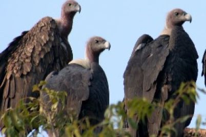 vulture.jpg