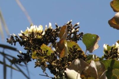white-palas.jpg